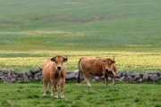 La vache Aubrac